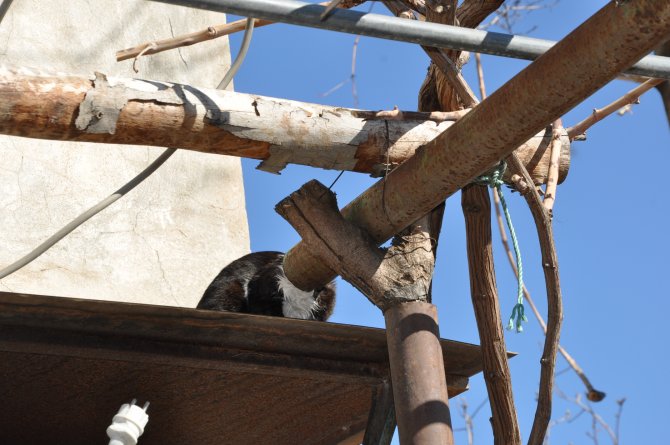 Boruya sıkışan kedi kurtarıldı