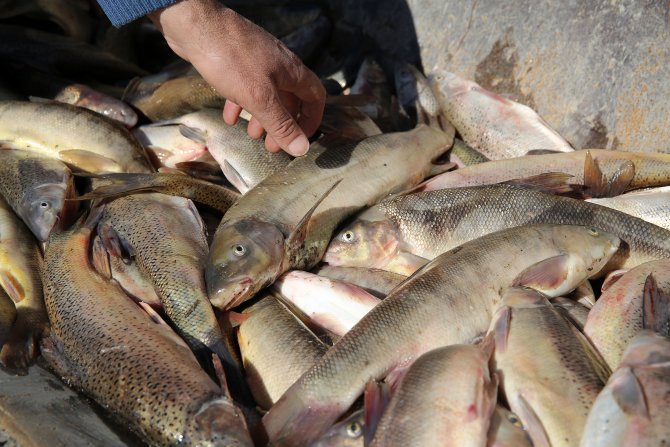 Erzincan'da "kaçak balık avı" operasyonu