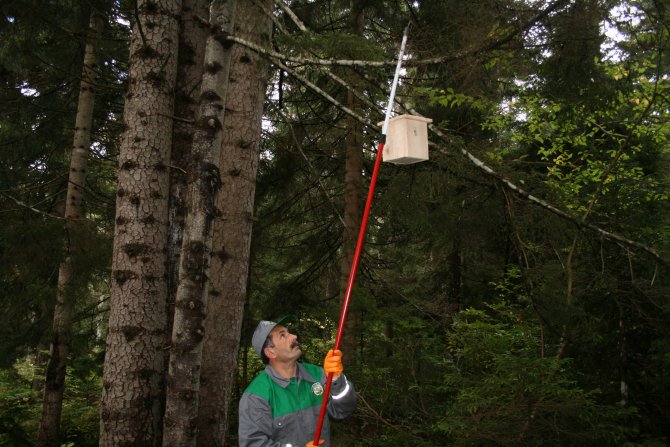 Ormanlara 670 bin kuş yuvası