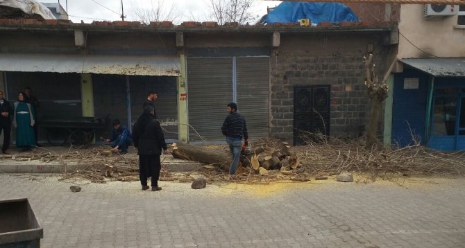 Bir ağaç kesti, 30 fidan dikecek