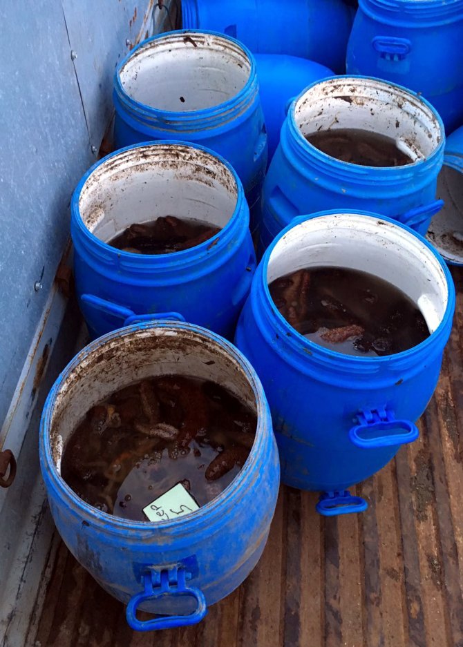 Çanakkale'de "deniz patlıcanı" operasyonu