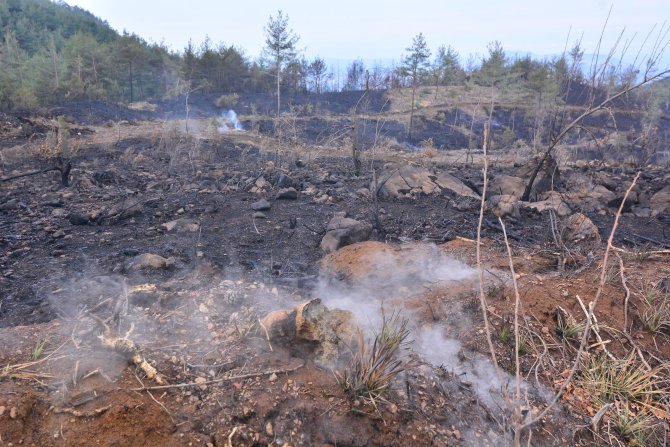 Osmaniye'de orman yangını
