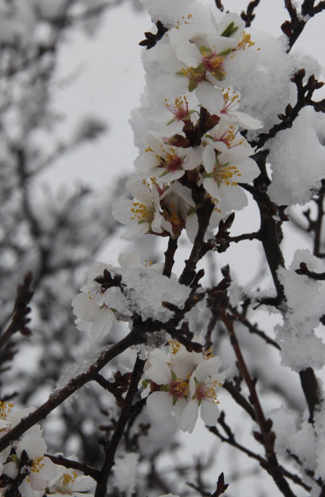 Beypazarı'nda kar yağışı