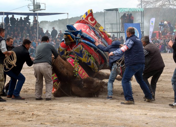 Balıkesir'de "Geleneksel Seyit Onbaşı Deve Güreşleri"