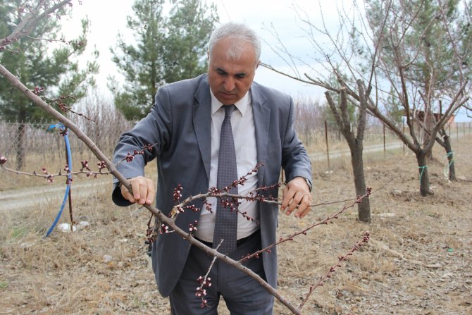 "Yalancı bahar"a aldanan ağaçlarda don endişesi