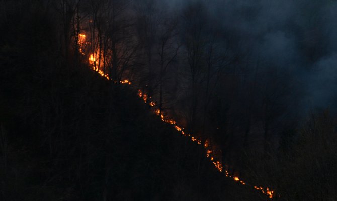 Ordu'da orman yangını