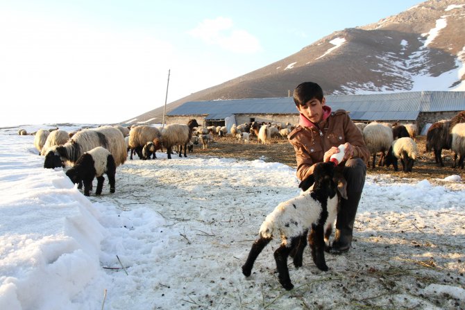 "Baharın habercisi" kuzular biberonla besleniyor