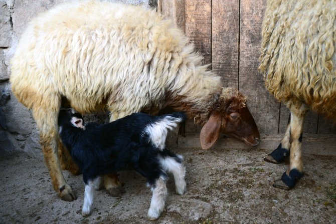 Koyunlar oğlaklara annelik yapıyor