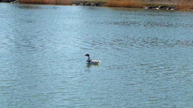 Göçmen kuşlar, Ulaş Gölü'nde konakladı