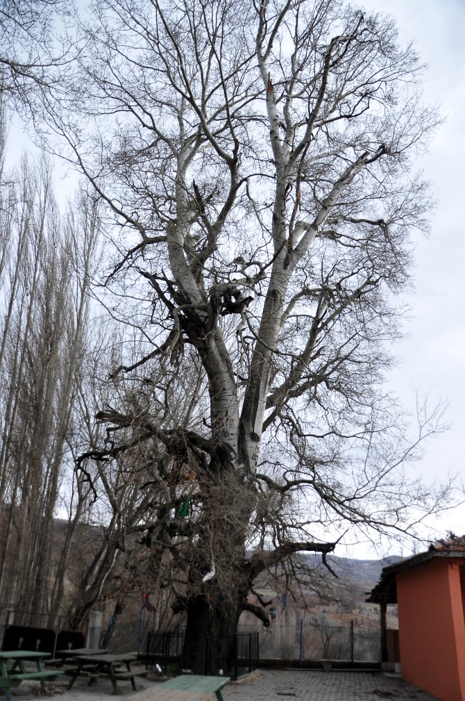 "Ulukavak"a gözleri gibi bakıyorlar