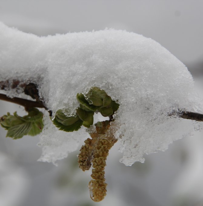 Fındık üreticisinde zirai don korkusu