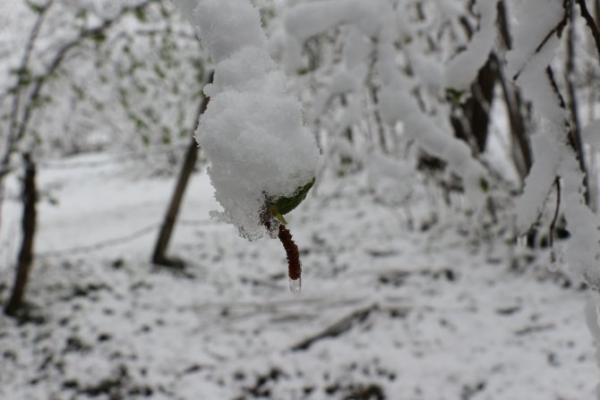 "Mart karı" fındık üreticilerini endişelendirdi