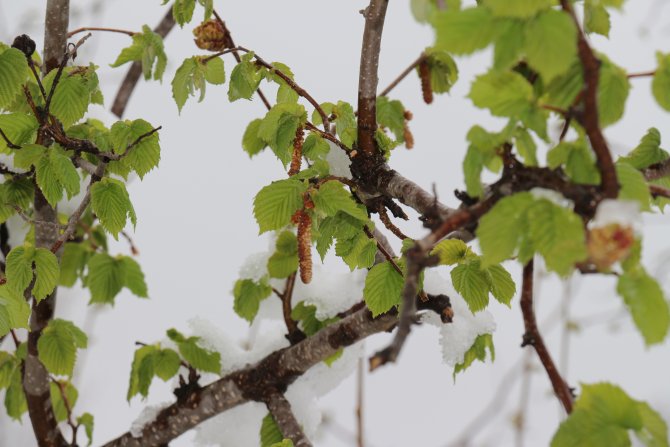 Don beklentisi fındık fiyatını artırdı