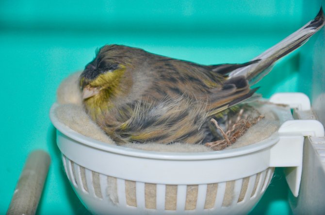 Kanaryalarını bebek gibi büyütüp şampiyonalara hazırlıyor