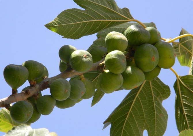 TÜBİTAK destekli proje incir üretimini artıracak