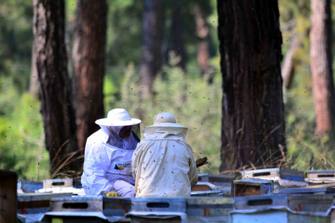 Arıları geliştirmek için şehir şehir konaklıyorlar
