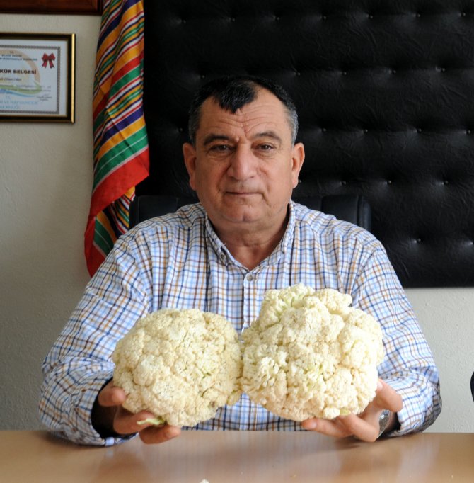 Karnabahar fiyatları düştü