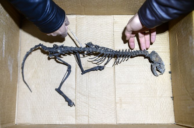 Van'da bulunan hayvan iskeleti şaşırttı