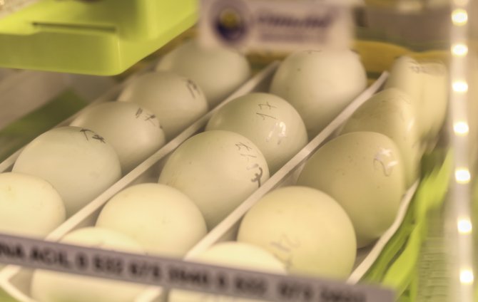 Miniklerin "ilk nefes" heyecanı