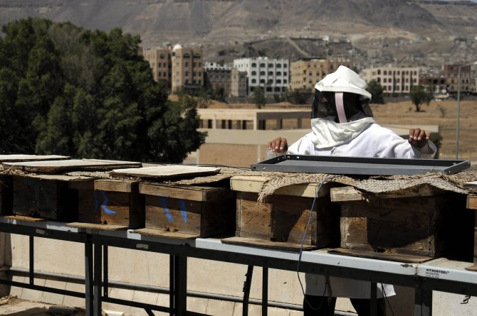 Yemen balı savaşa yenildi