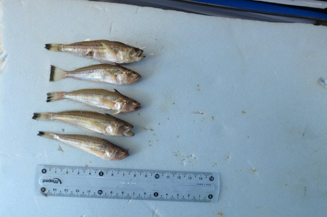 "Deniz engereği" trakonya hastanelik etti