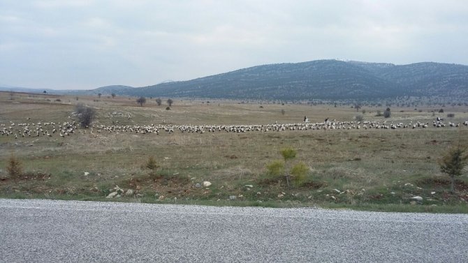 Seydişehir'e yılın ilk leylek sürüsü geldi