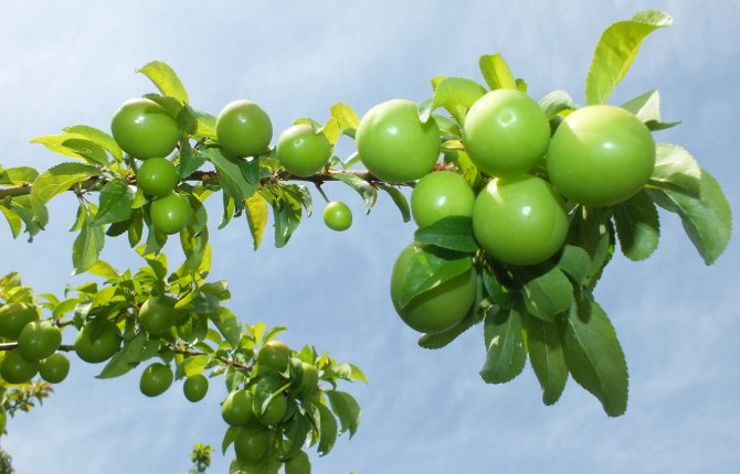 Eriğin fiyatı 30 liraya düştü