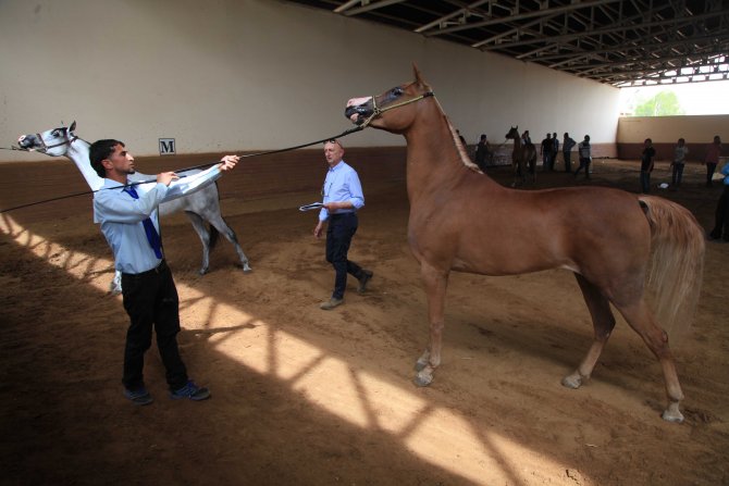 Filistin'de, Arap atları güzellik yarışması
