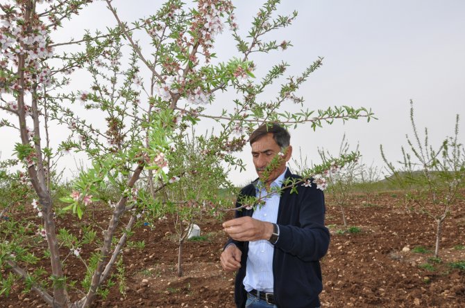 Adıyaman'da bademleri "don" vurdu