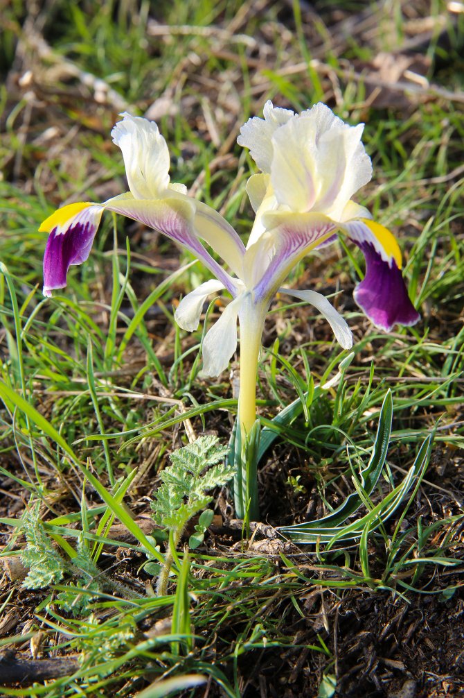 Doğu'da kar yağışı ve bahar havası bir arada