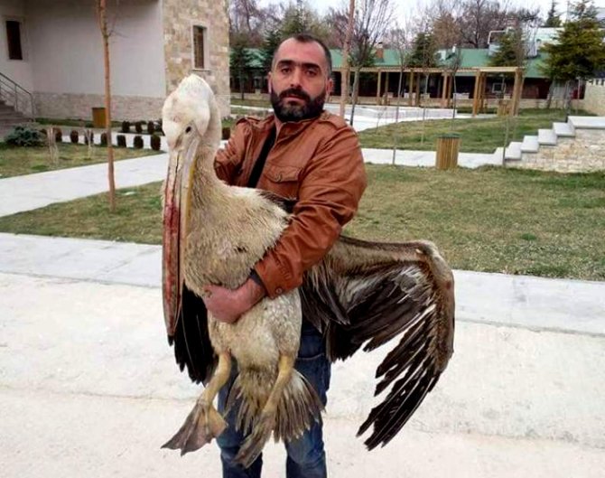 Seydişehir'de yaralı pelikan tedavi altına alındı