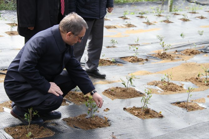 Çay bahçeleri için "gen havuzu"