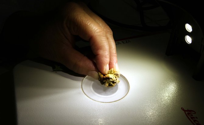 "Fındıkta ilaçlama nisan veya mayısta yapılmalı"