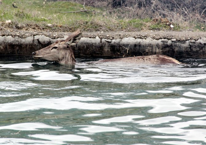 Havuza düşen gebe geyik kurtarıldı