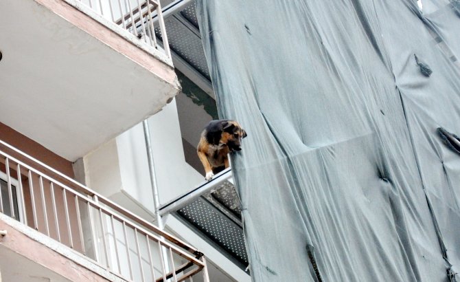 İnşaata çıkan sokak köpeklerini itfaiye kurtardı