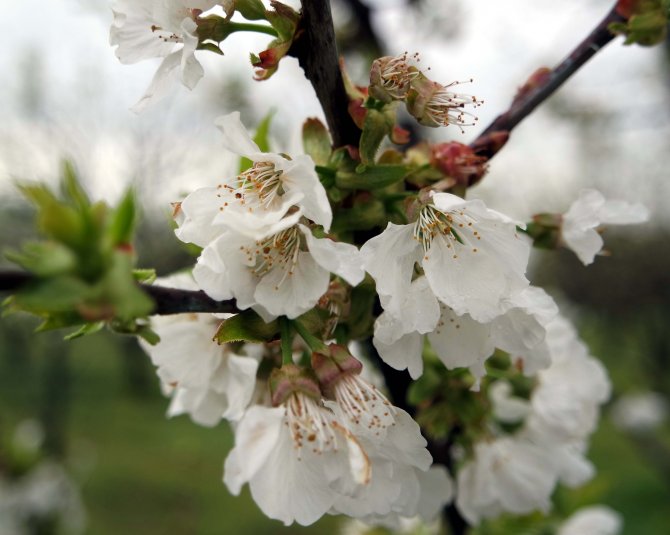 Bursa şeftalisinde don ve kırağı tehdidi