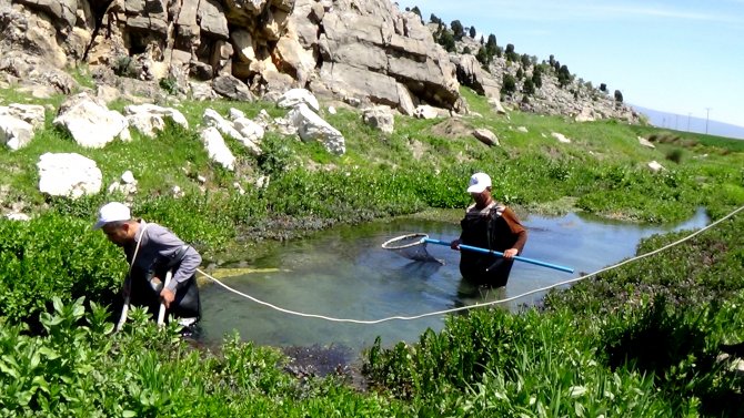 Seydişehir’de "yağ balığı"nı araştırma çalışmaları