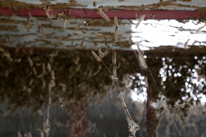 "Terminatör böcekler" göreve hazır