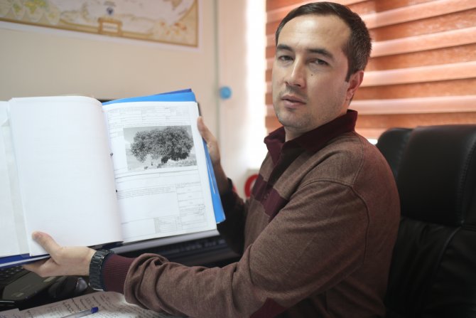 300 yıllık ağaca gözleri gibi bakıyorlar