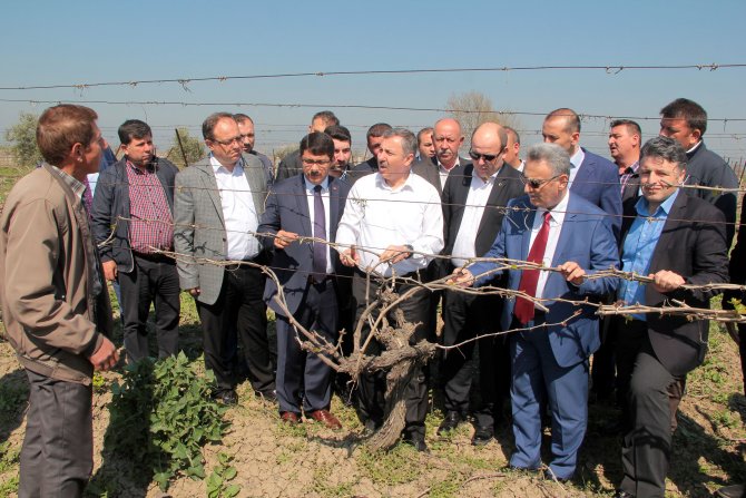 Okullarda dağıtılacak üzümle ilgili iddialar