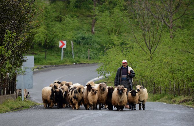 Doğu Karadeniz "yayla turizmi"nde iddialı