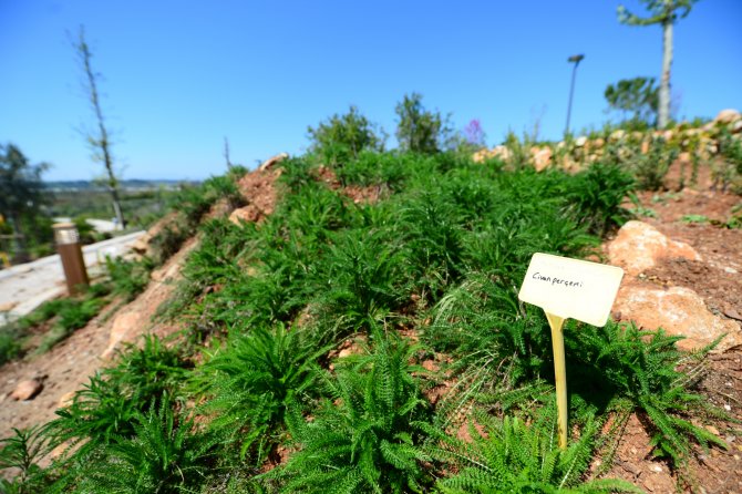 Dünyanın biyoçeşitliliği EXPO'da buluşacak