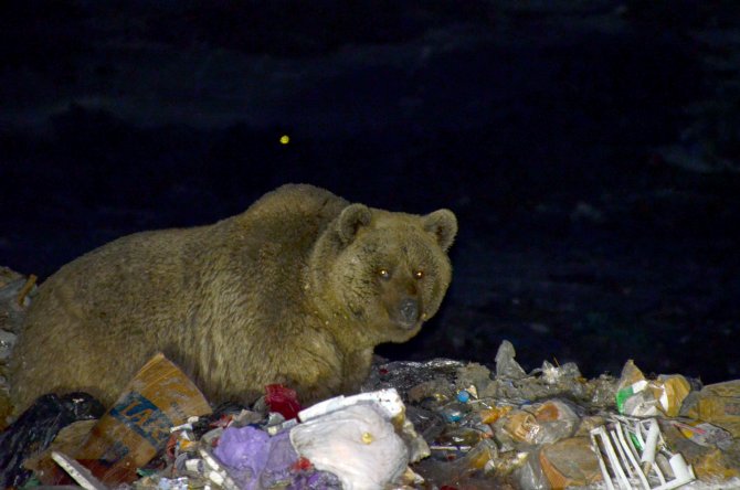Şehir çöplüğü ayılara yaşam kaynağı oldu
