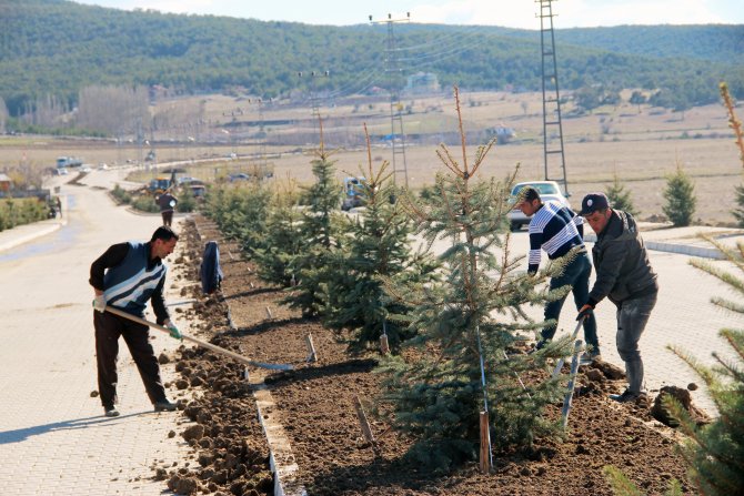 Akdağmadeni'nde 2 bin fidan toprakla buluştu