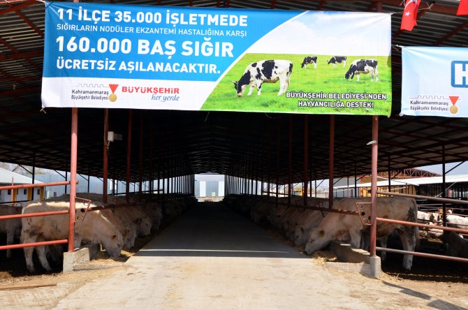 Kahramanmaraş Büyükşehir Belediyesinden hayvancılığa destek