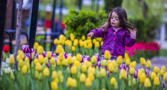 Sincan ilçesine 1,5 milyon lale