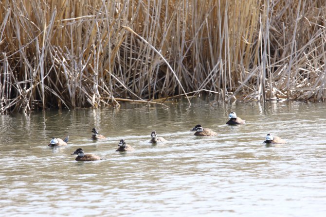 Karın erimesi Erçek Gölü'nde kuşların beslenme alanını genişletti