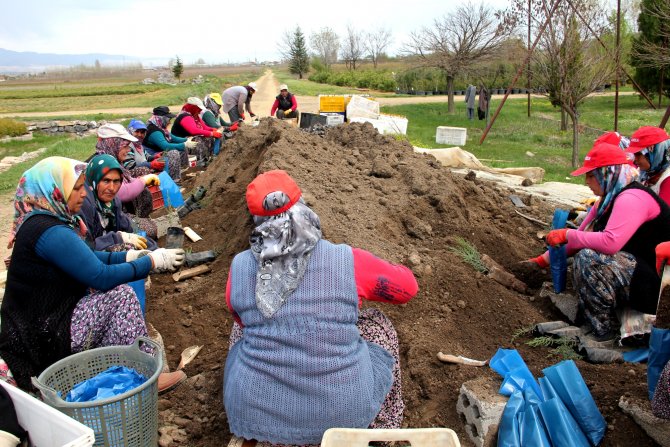 Seydişehir'de bir milyon 500 bin fidan üretilecek