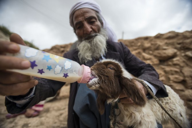 "Sürü lideri koyunlar" çekirdekten yetişiyor