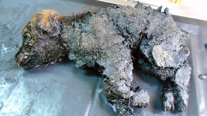 Yavru köpeği kurtarmak için seferber oldular